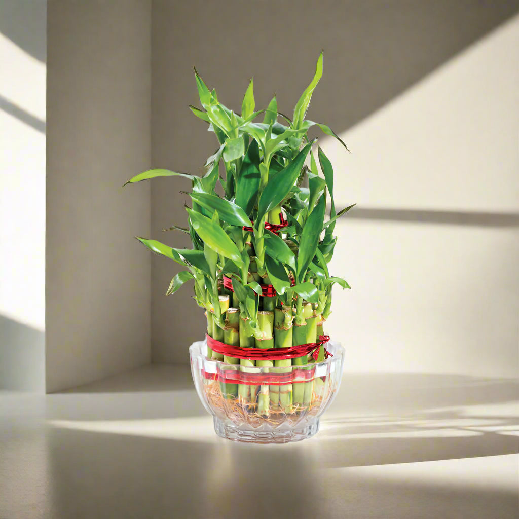 Lucky Bamboo Plant