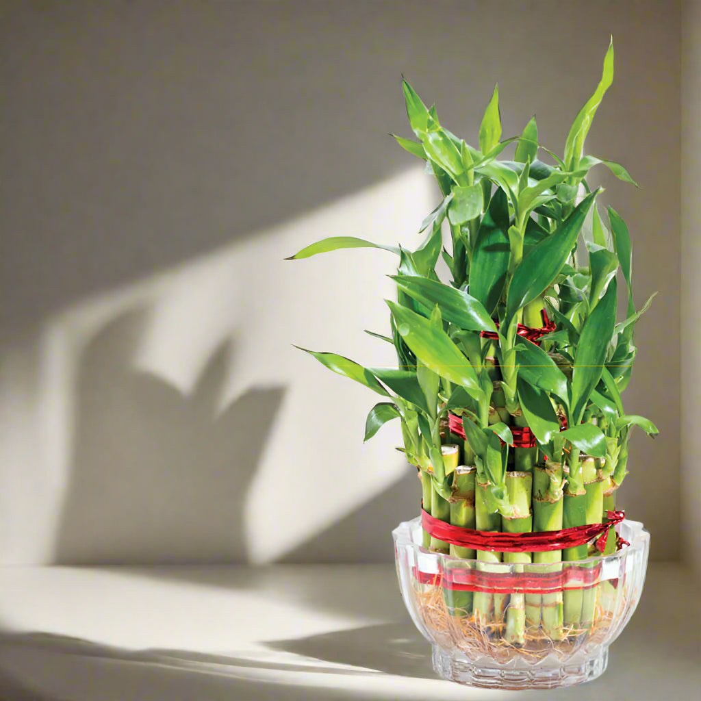 Lucky Bamboo Plant