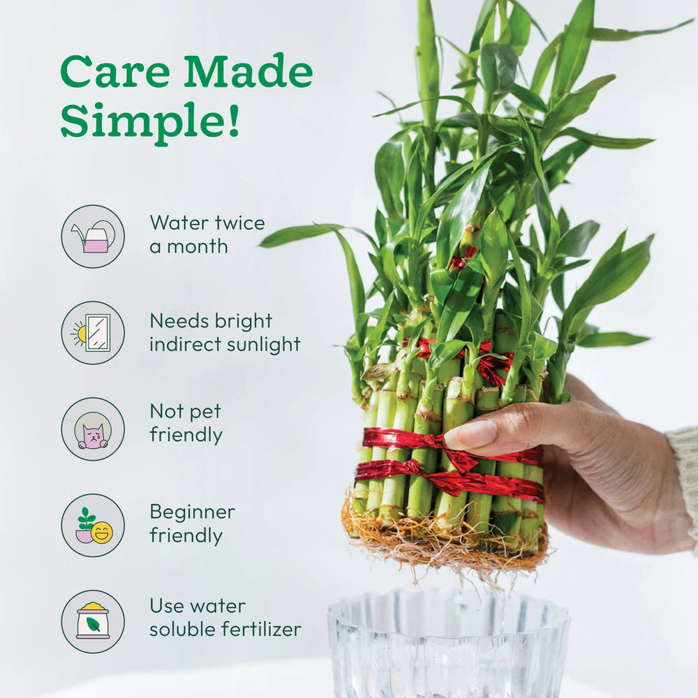 Lucky Bamboo Plant