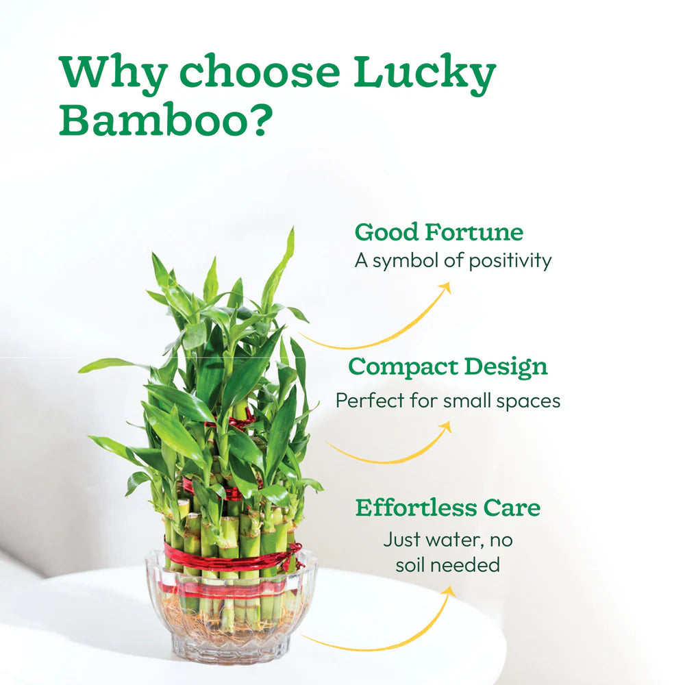 Lucky Bamboo Plant