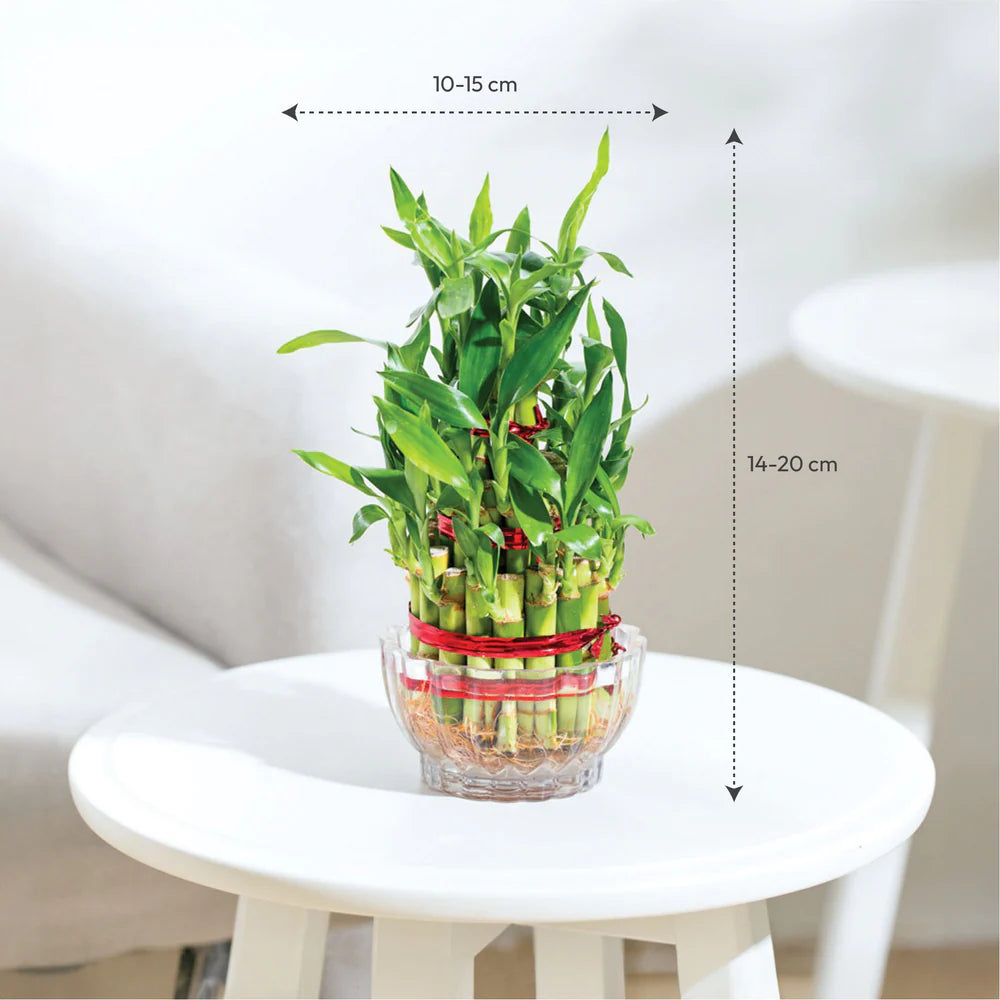 Lucky Bamboo Plant