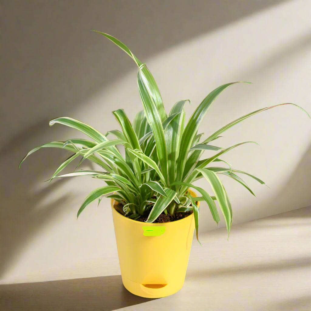 Spider Plant