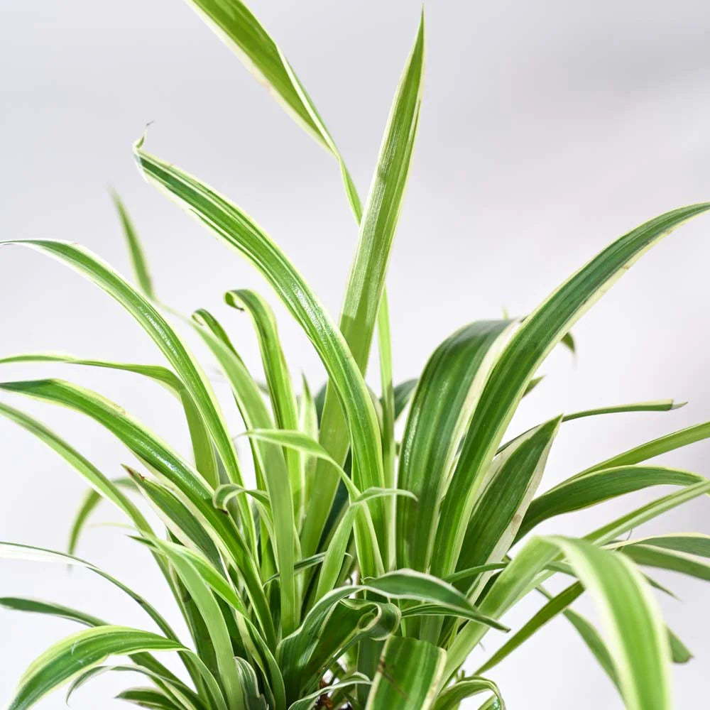 Spider Plant