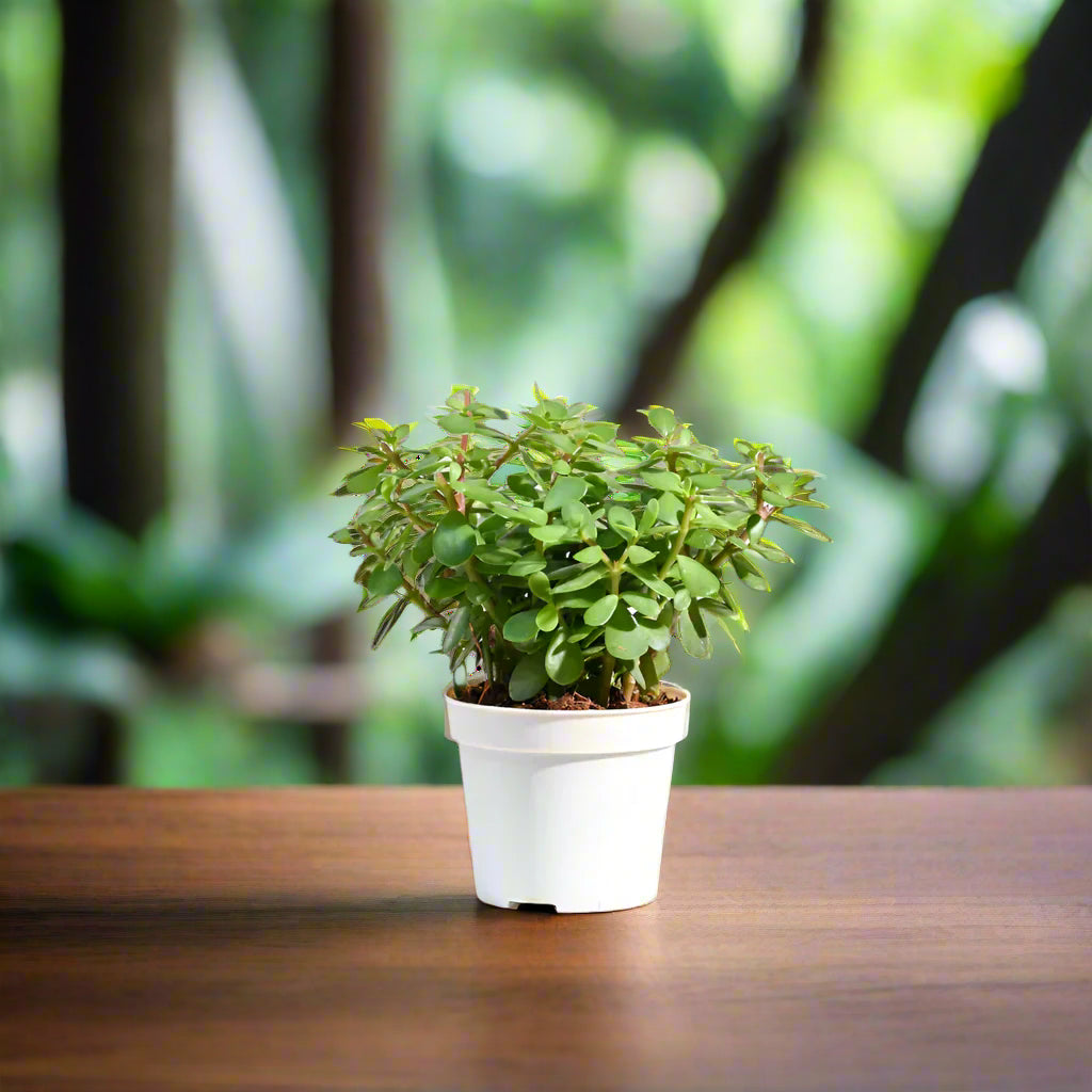 Jade Plant