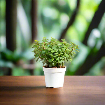 Jade Plant