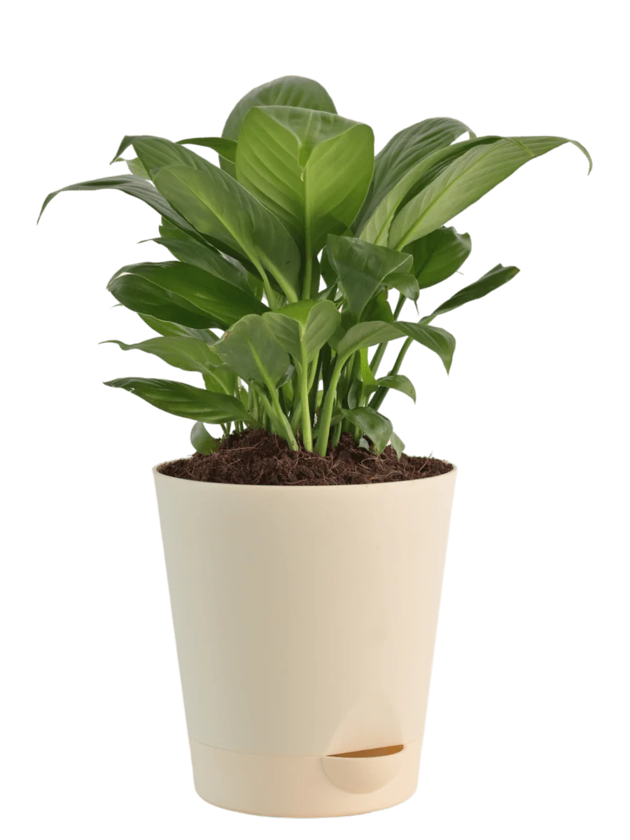 Peace Lily Plant