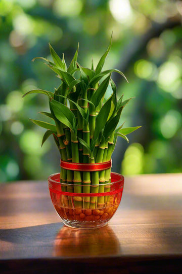 Lucky Bamboo Plant