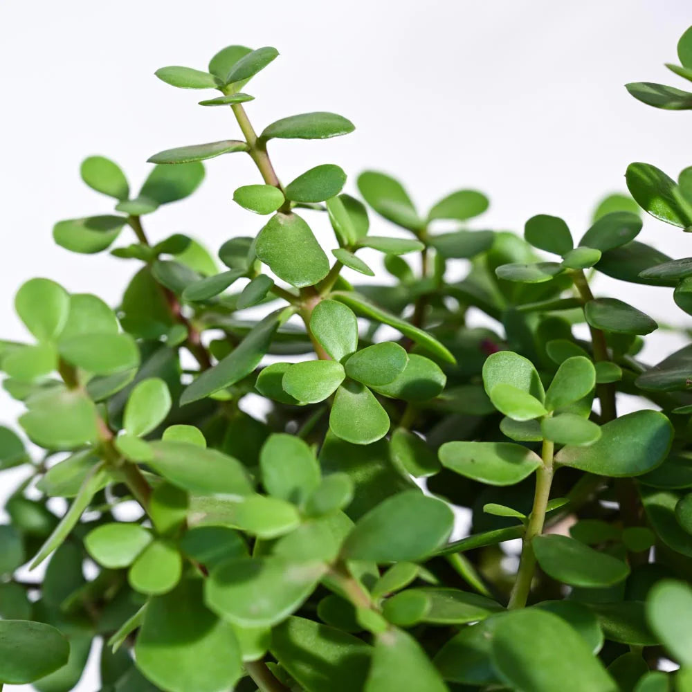 Jade Plant
