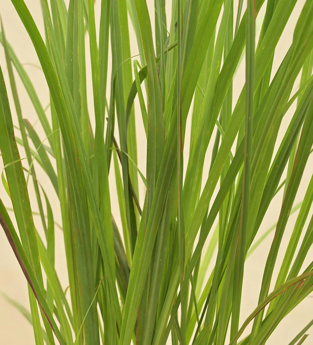 Lemon Grass Plant