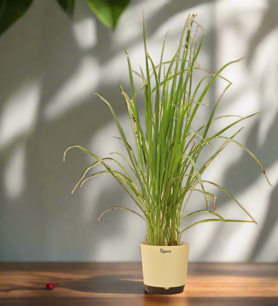 Lemon Grass Plant