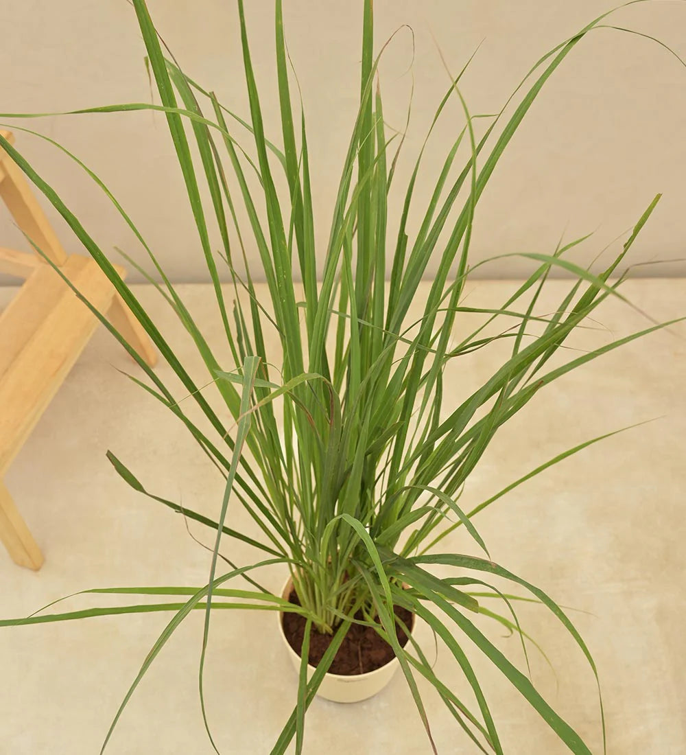 Lemon Grass Plant